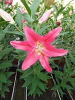 [4352 Viviana VZ No202.JPG]